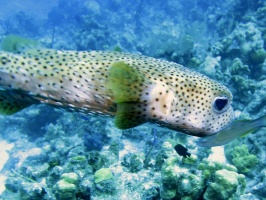 089 Pufferfish IMG 6034